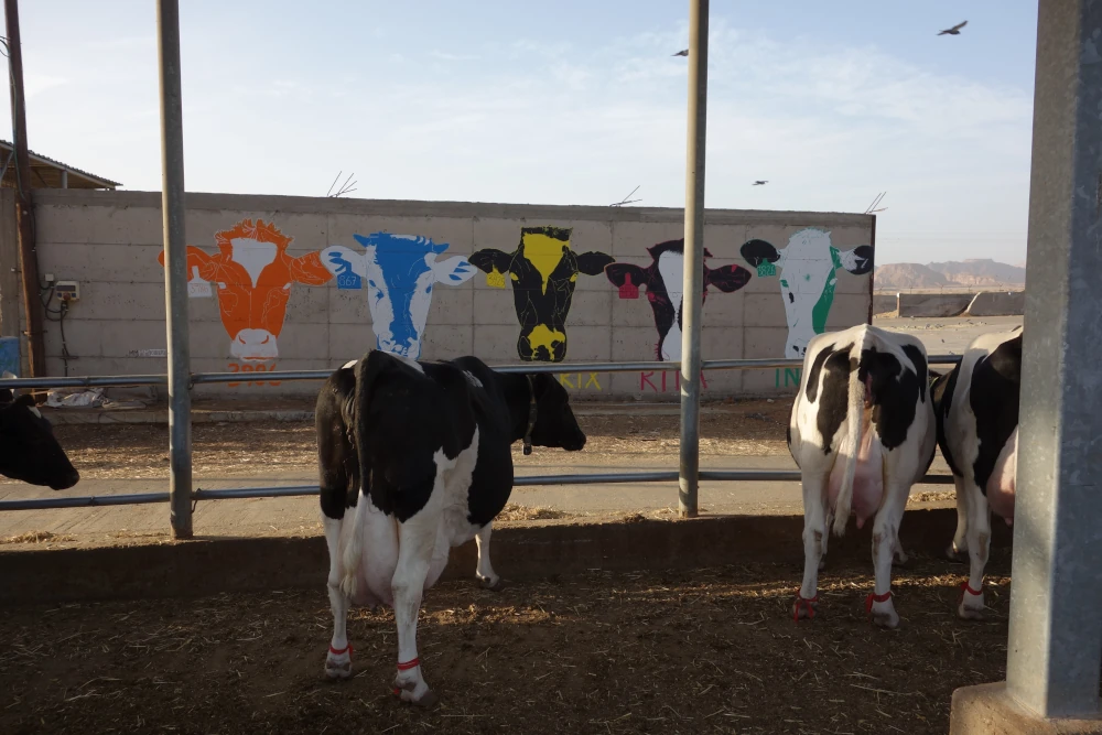 Mural of the cows of Samar